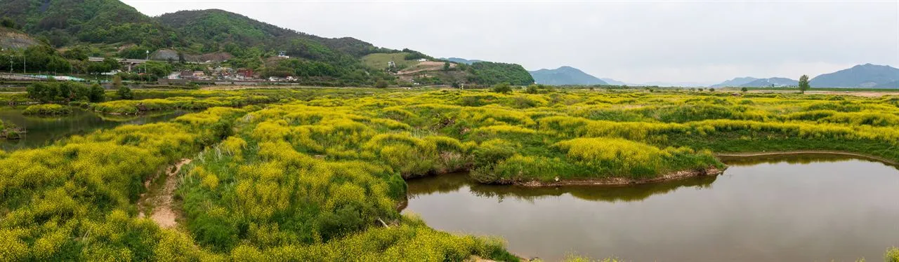 密陽江 — 密陽江畔油菜花群落與山景（2021年4月）（照片：韓國觀光公社觀光照片庫・攝影 한국관광공사 김지호・公共授權第1類）