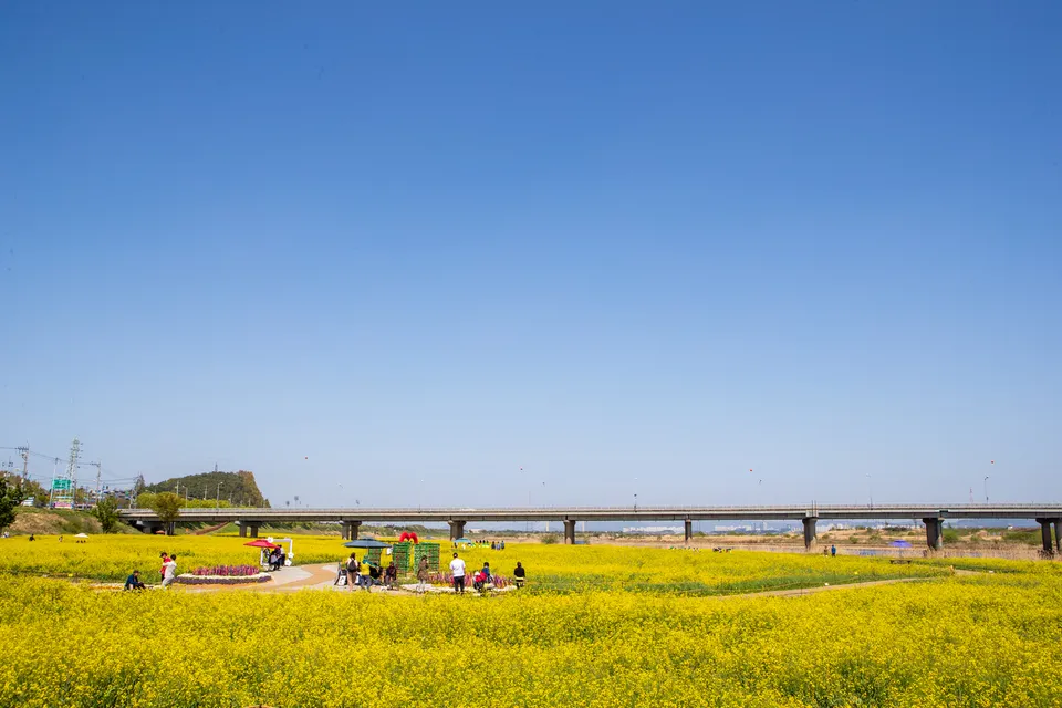 榮山江 — 榮山江畔油菜花田與橋梁景色（2018年4月）