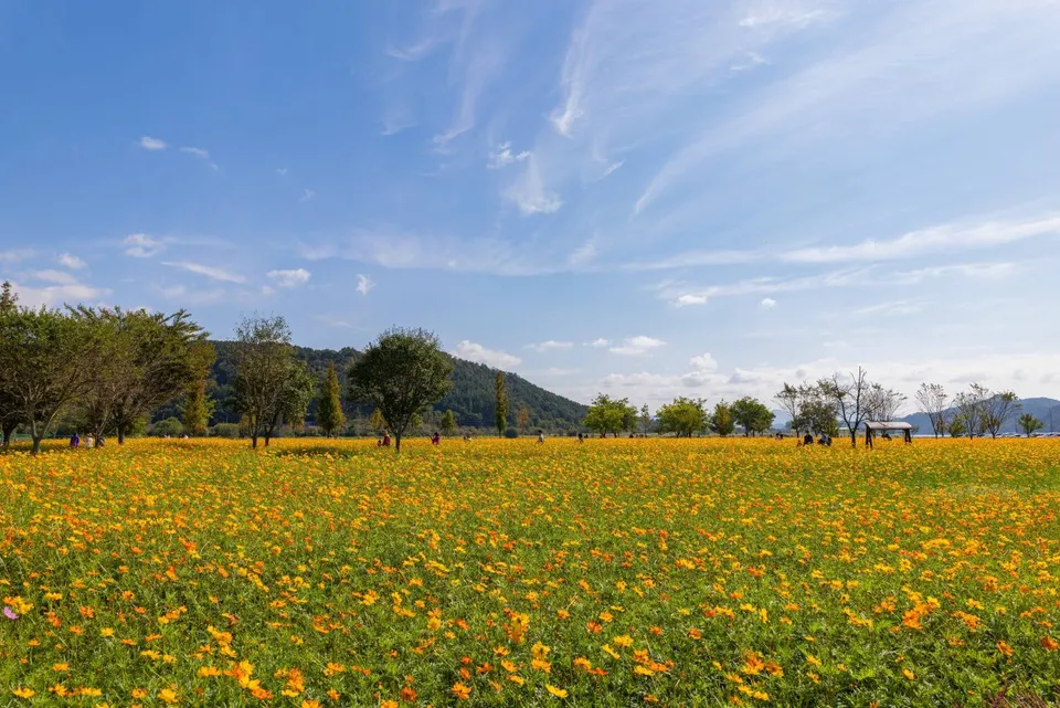 護國義兵之森親水公園（南江河畔花海）— 以山巒與樹木為背景的黃花波斯菊花海（2024年10月）