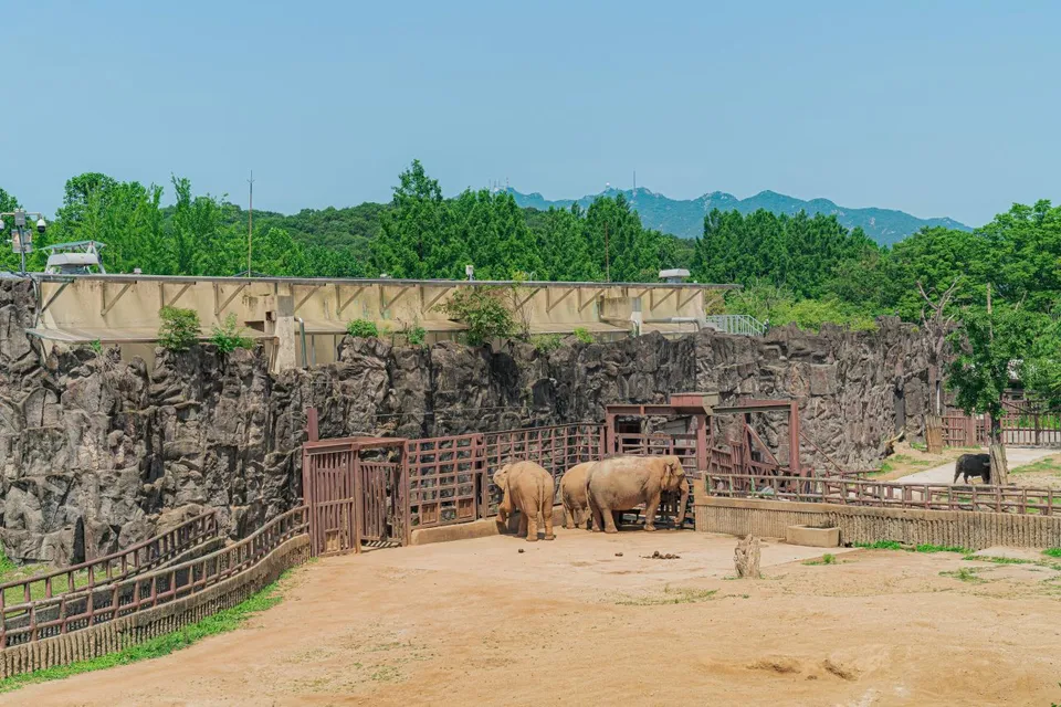 首爾大公園 — 岩石造型的大象飼育場與亞洲象（2025年6月）