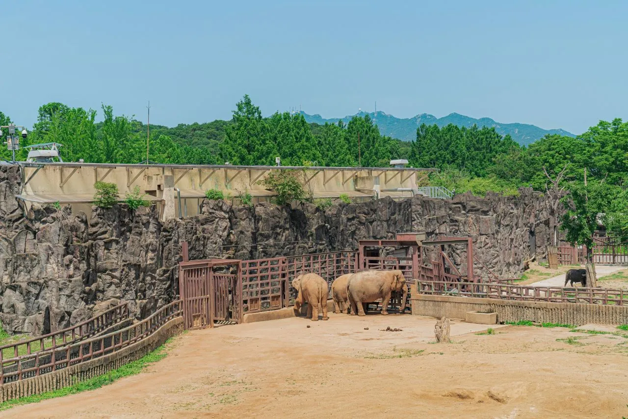 首爾大公園 — 岩石造型的大象飼育場與亞洲象（2025年6月）（照片：韓國觀光公社觀光照片庫・攝影 김지연・公共授權第1類）