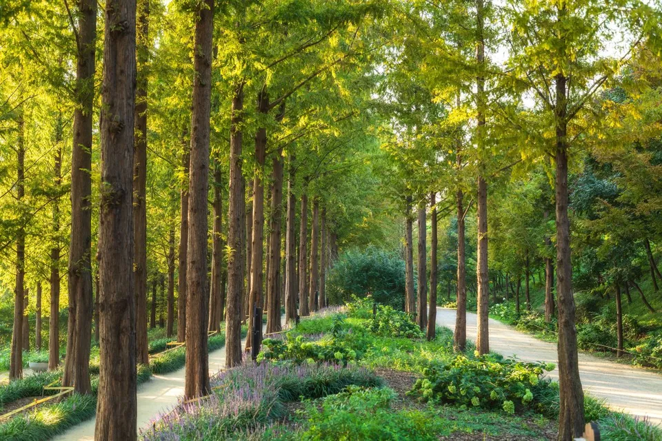 世界盃公園 — 落羽松樹間的步道與花田（2024年9月）