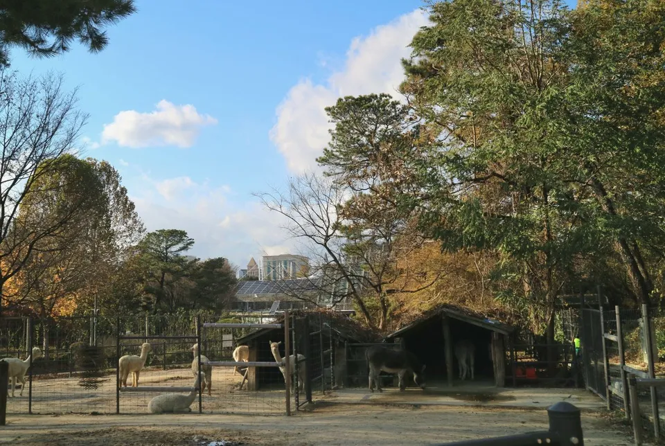 서울 어린이대공원 — 가을 숲속 알파카 동물 우리 (2023년 11월)