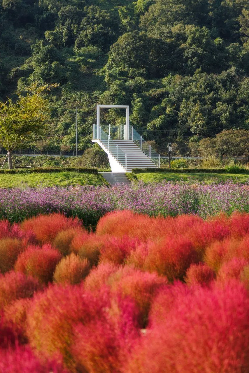 臨津江地膚庭園（임진강 댑싸리정원）— 紅色地膚田與階梯式觀景設施（2025年10月）