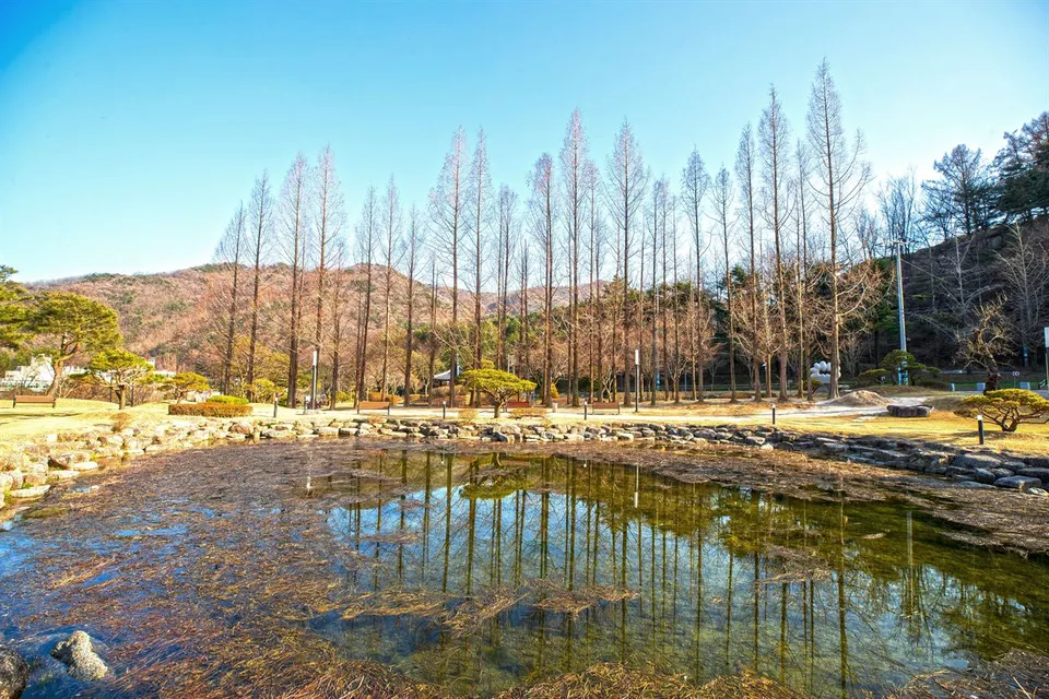 直指文化公園 — 池塘與落羽松相映成趣的公園景色（2021年3月）