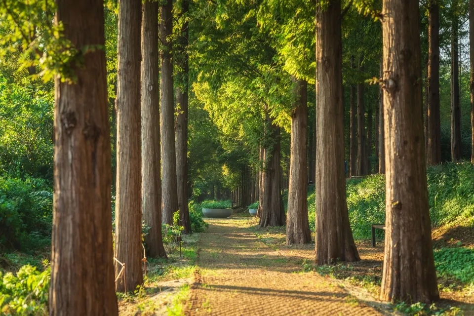 世界盃公園 — 茂密的落羽松林間小徑（2024年9月）