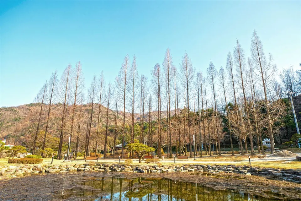直指文化公園 — 延伸至池塘另一側的落羽松林（2021年3月）