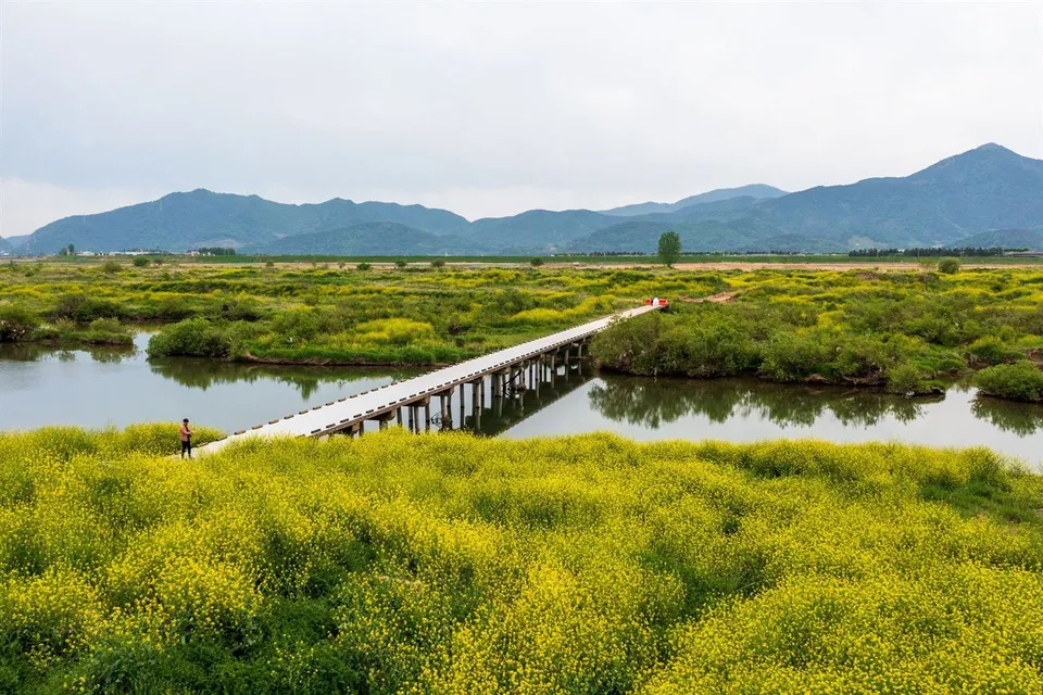 密陽江 — 油菜花田間的密陽江人行橋與山景（2021年4月）