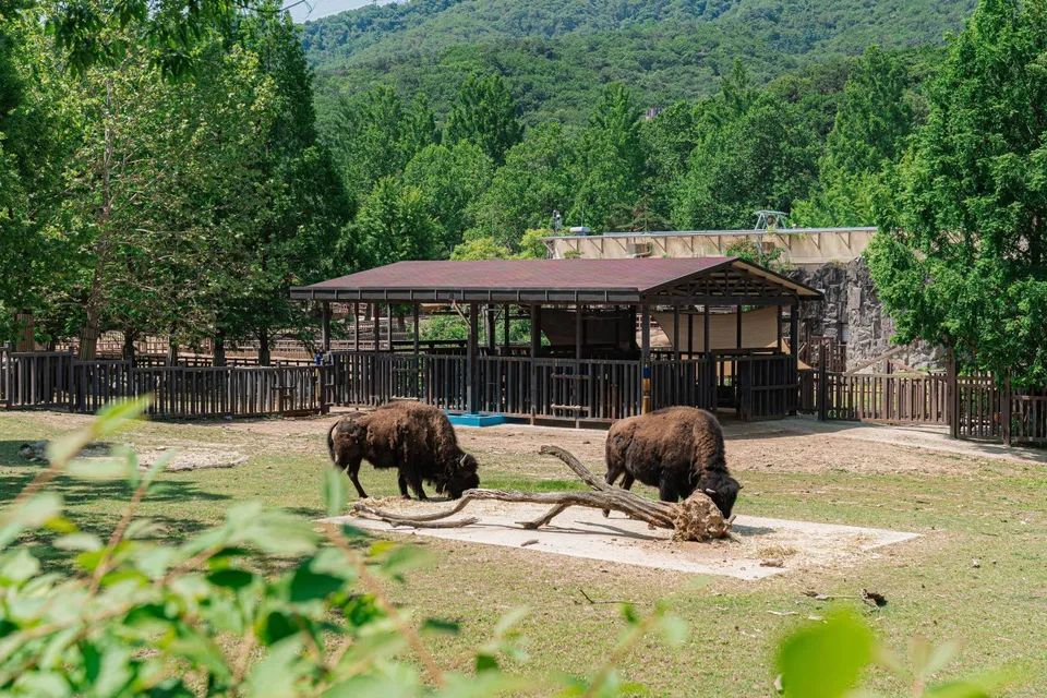 首爾大公園 — 森林中的美洲野牛放養區（2025年6月）