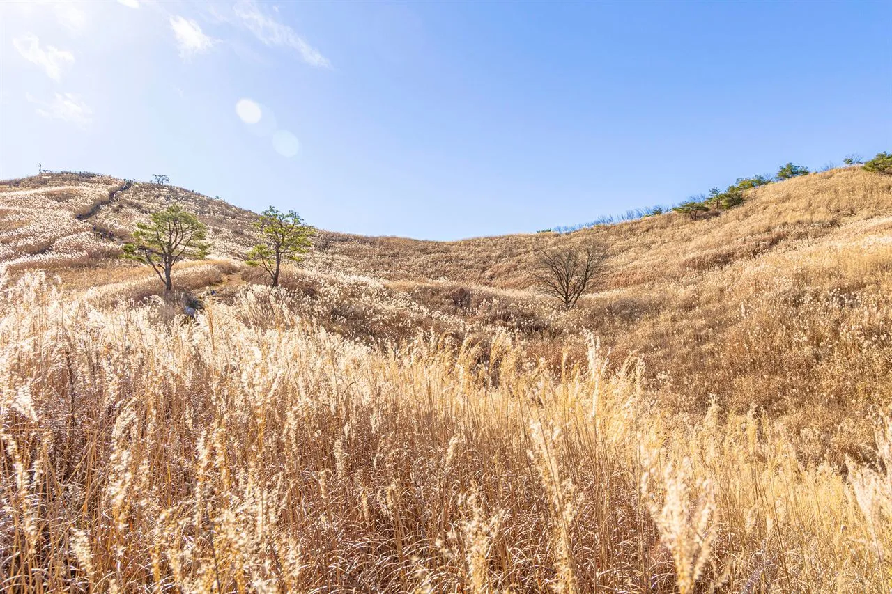 民洞山 — 陽光下 펼어진芒草地與平緩的山脊（2025年11月）（照片：韓國觀光公社觀光照片庫・攝影 황성훈・公共授權第1類）