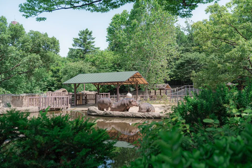 首爾大公園 — 池畔的河馬飼育場與河馬（2025年6月）