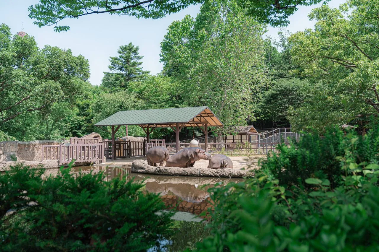 首爾大公園 — 池畔的河馬飼育場與河馬（2025年6月）（照片：韓國觀光公社觀光照片庫・攝影 김지연・公共授權第1類）