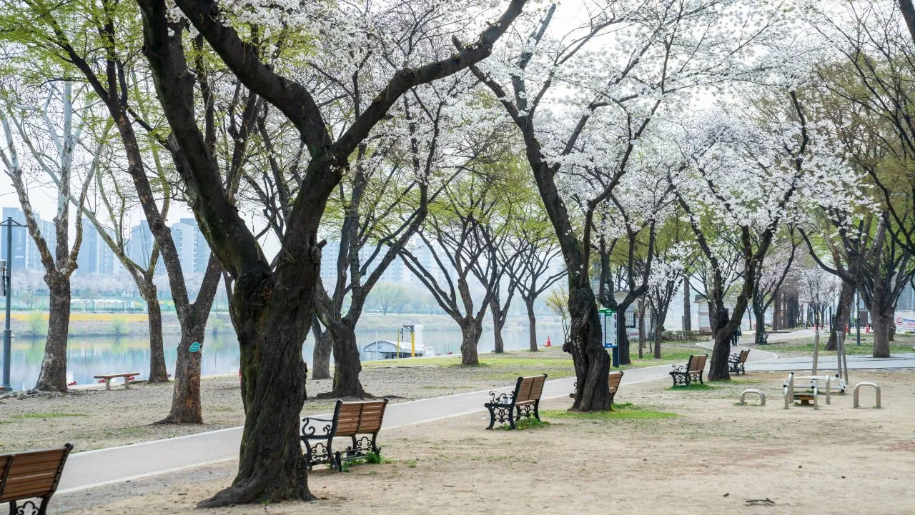 東村遊園地 — 有櫻花樹與長椅的河畔散步道（2025年3月）（照片：韓國觀光公社觀光照片庫・攝影 한국관광공사 김지호・公共授權第1類）