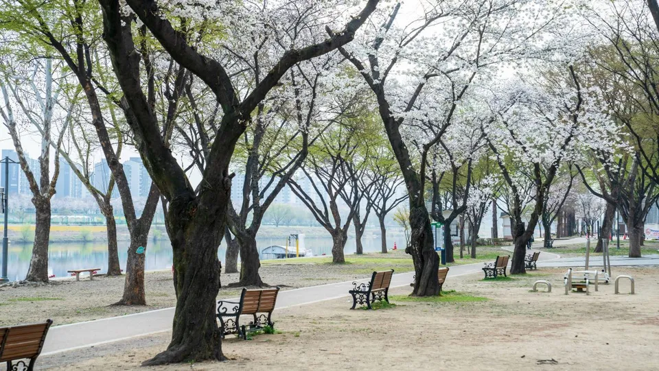 東村遊園地 — 有櫻花樹與長椅的河畔散步道（2025年3月）