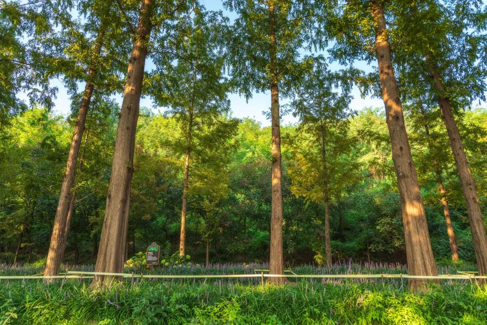 世界盃公園 — 落羽松林與紫色花田（2024年9月）