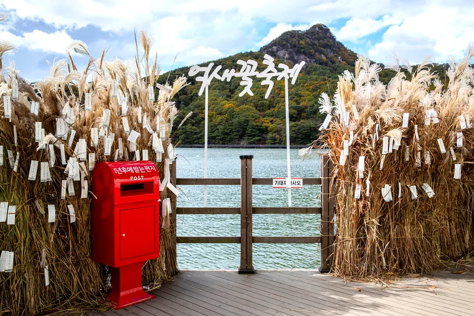 山井湖 — 芒草間的山井湖與芒草節介紹造景（2018年10月）