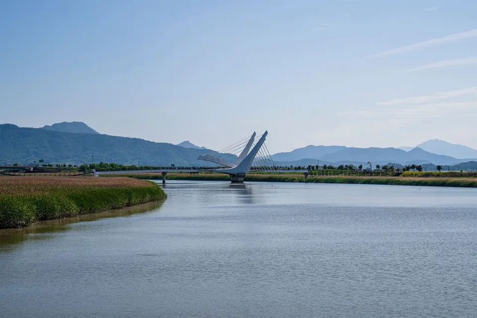 康津灣生態公園 — 水道與蘆葦田另一端的弧形橋（2025年6月）