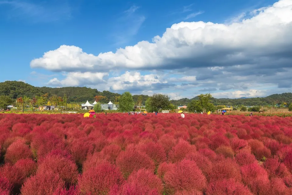 臨津江地膚庭園（임진강 댑싸리정원）— 藍天下的紅色花田與遊客（2025年10月）