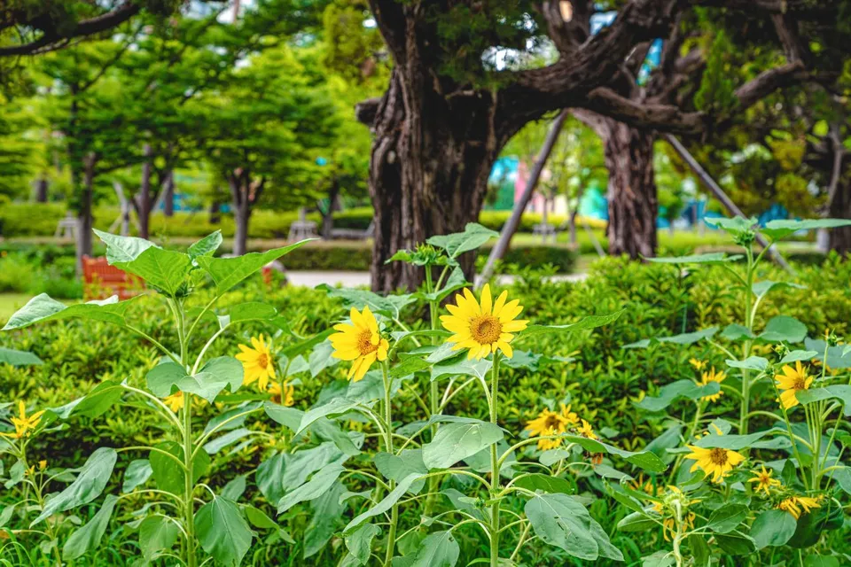 釜山市民公園 — 釜山市民公園的向日葵與公園樹木（2020年）