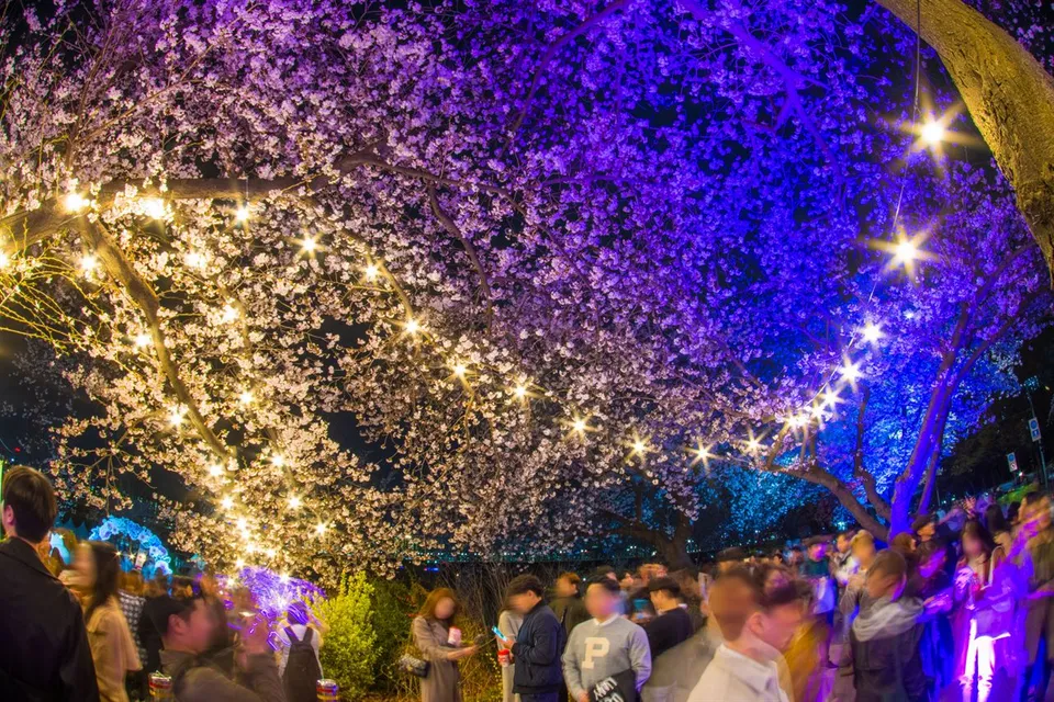 2019 永登浦汝矣島春花節 — 紫色燈光下的櫻花小徑與人群（2019年4月）