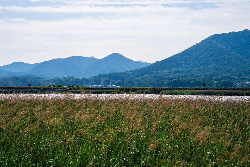 康津灣生態公園 — 以廣闊蘆葦田與山巒為背景的遊覽步道（2025年6月）