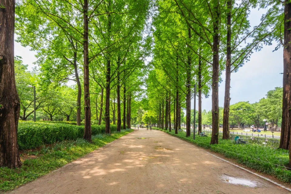 首爾林 — 樹木成排的首爾林步道（2025年5月）