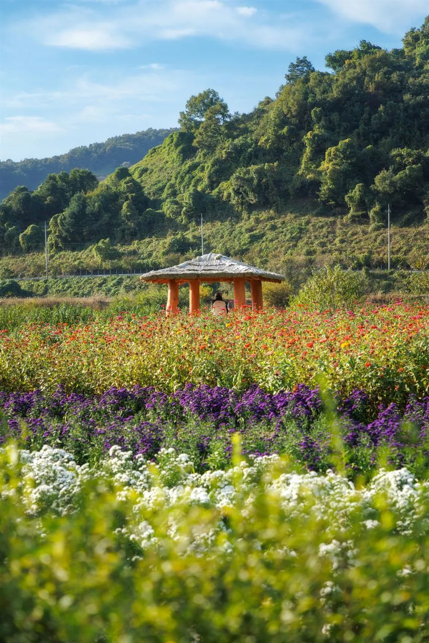 臨津江地膚庭園（임진강 댑싸리정원）— 多彩花田與山中的涼亭（2025年10月）（照片：韓國觀光公社觀光照片庫・攝影 정규진・公共授權第1類）