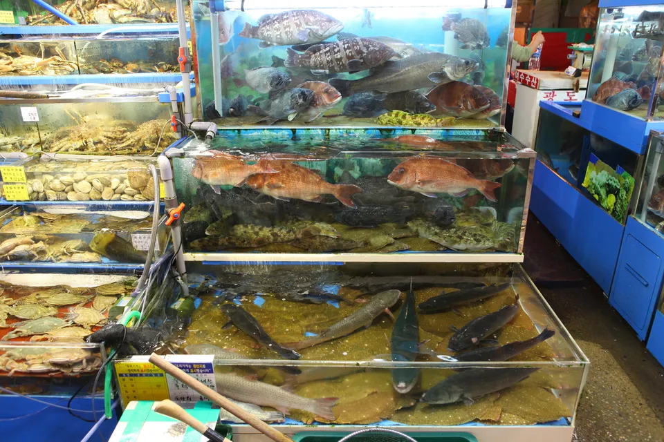 鷺梁津水產市場 — 水產市場水族箱裡滿是活魚（2011年11月）