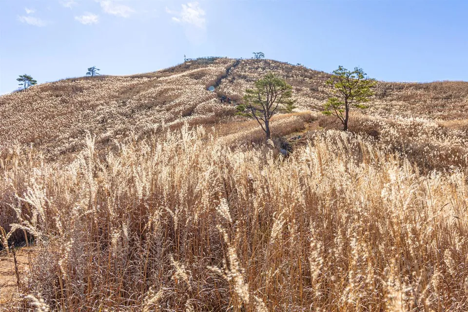 民洞山 — 穿過芒草地延伸的山徑與松樹山丘（2025年11月）