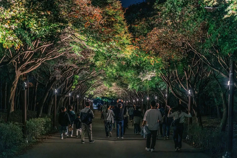 독립기념관 — 조명 아래 붐비는 단풍나무 산책길 (2024년 11월)