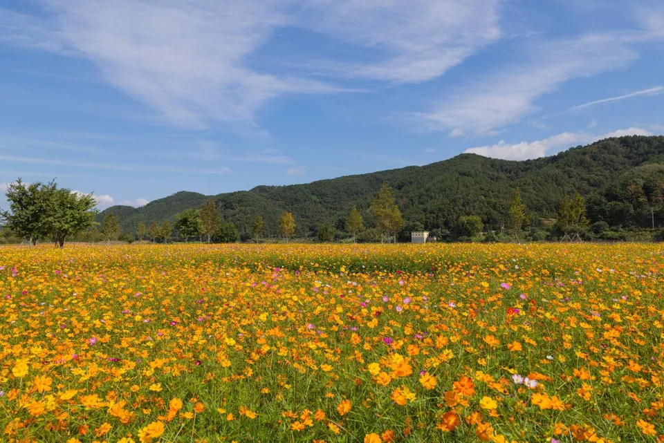 護國義兵之森親水公園（南江河畔花海）— 以山巒為背景綿延 펼쳐진 的黃花波斯菊花海（2024年10月）