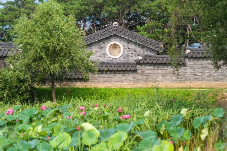 洗美苑 — 瓦片圍牆與松樹另一側的蓮花田（2024年7月）