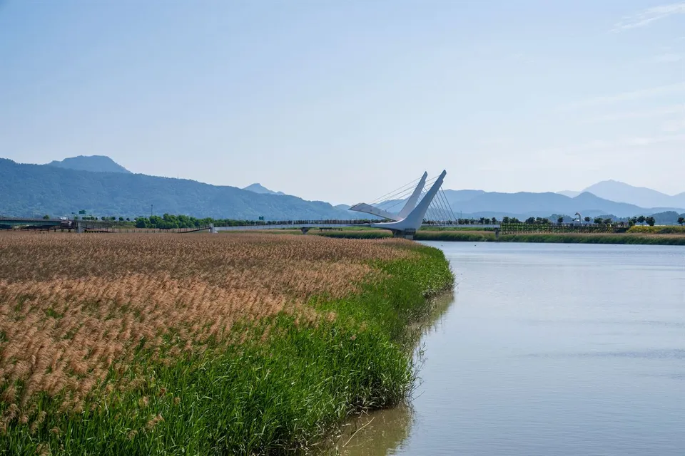 康津灣生態公園 — 以蘆葦田、水岸與山巒為背景的橋（2025年6月）