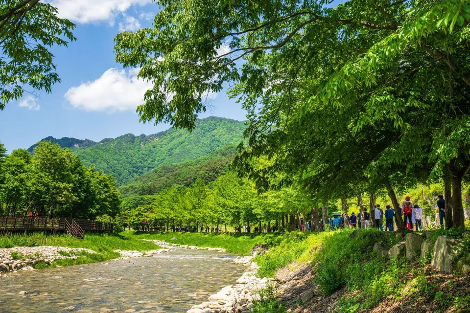 聞慶鳥嶺道立公園 — 沿著山脈與溪谷延伸的公園步道（2024年5月）