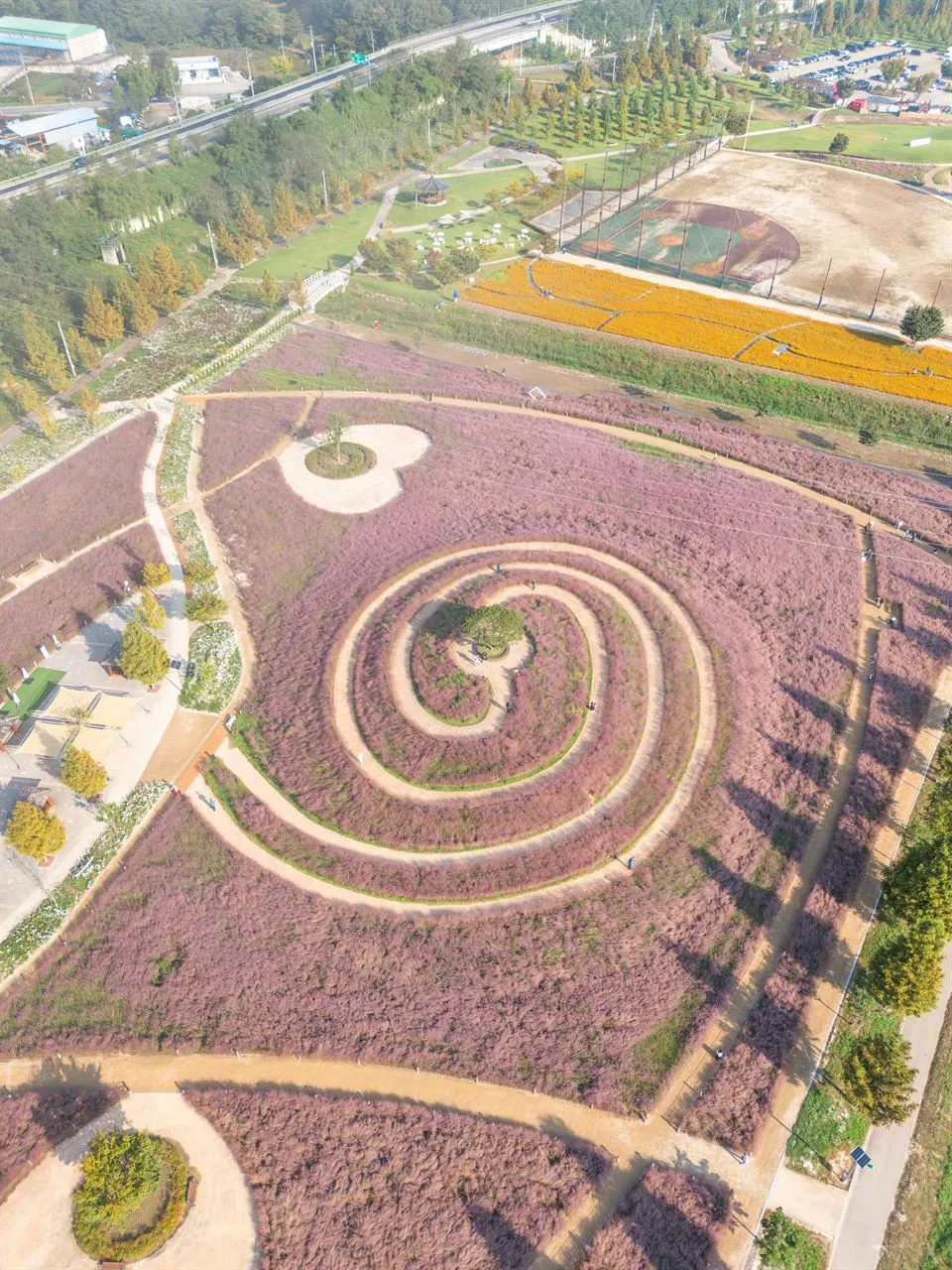 新昭陽體育公園 — 粉黛亂子草花田與螺旋步道的空拍全景（2025年10月）