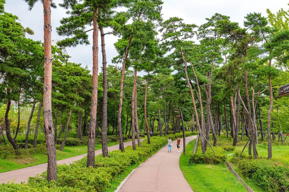 釜山市民公園 — 松林間的公園散步道（2020年）