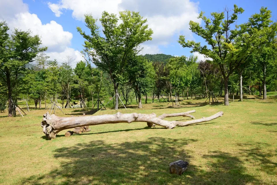 해운대수목원 — 나무와 통나무가 있는 수목원 잔디밭 (2021년)