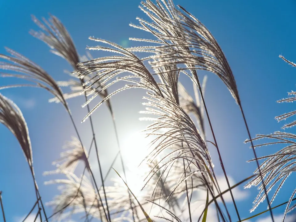 天空公園 — 藍天下閃耀的芒草穗（2025年11月）
