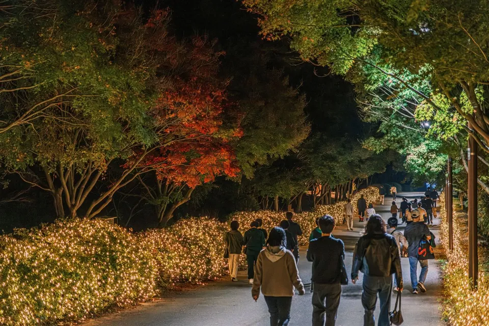 독립기념관 — 야간 조명이 비치는 단풍나무 산책길 (2024년 11월)