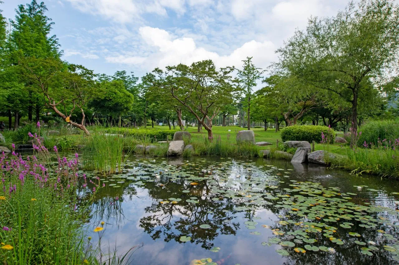 和平公園 — 有荷花和水生植物的公園池塘(2020年)(照片:韓國觀光公社觀光照片庫・攝影 부산관광공사・公共授權第1類)