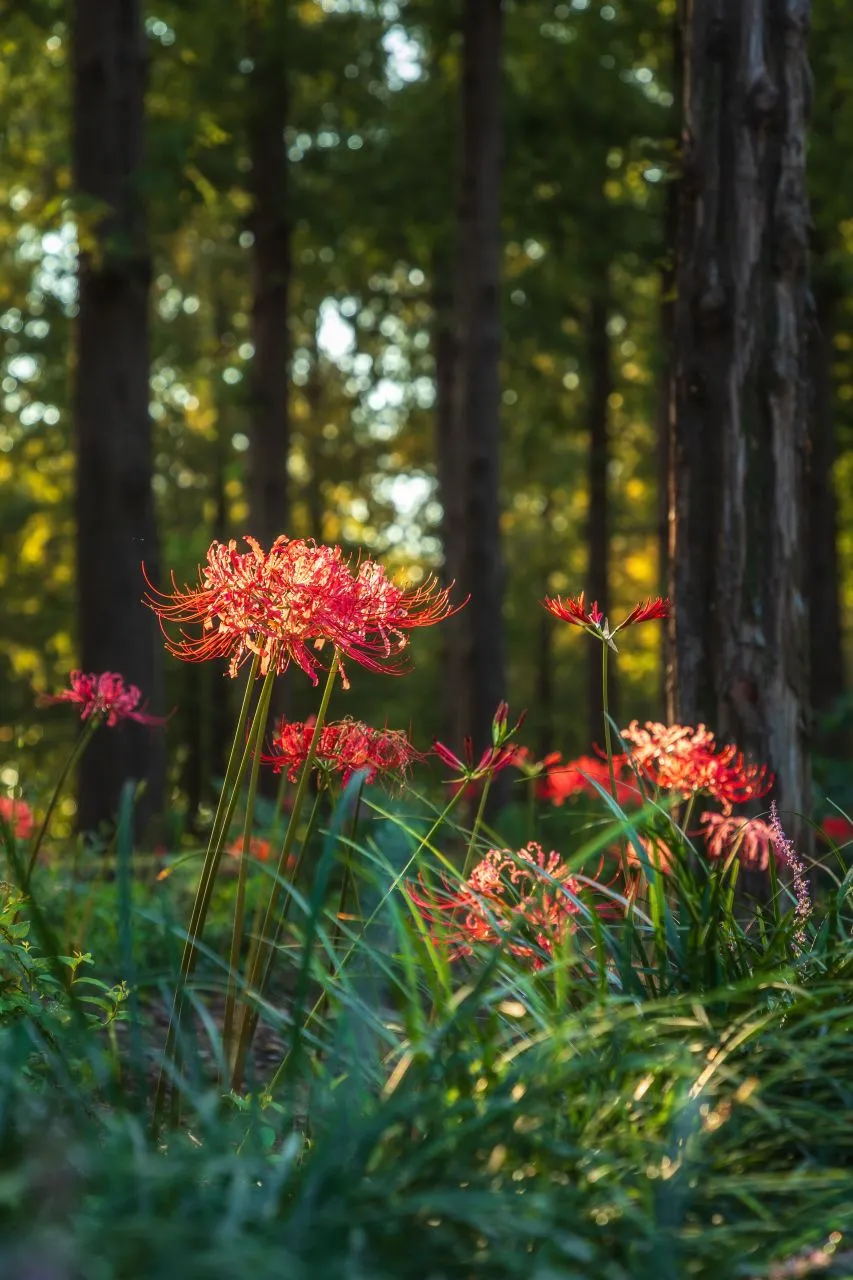 世界盃公園 — 落羽松林中的紅色石蒜花（2024年9月）