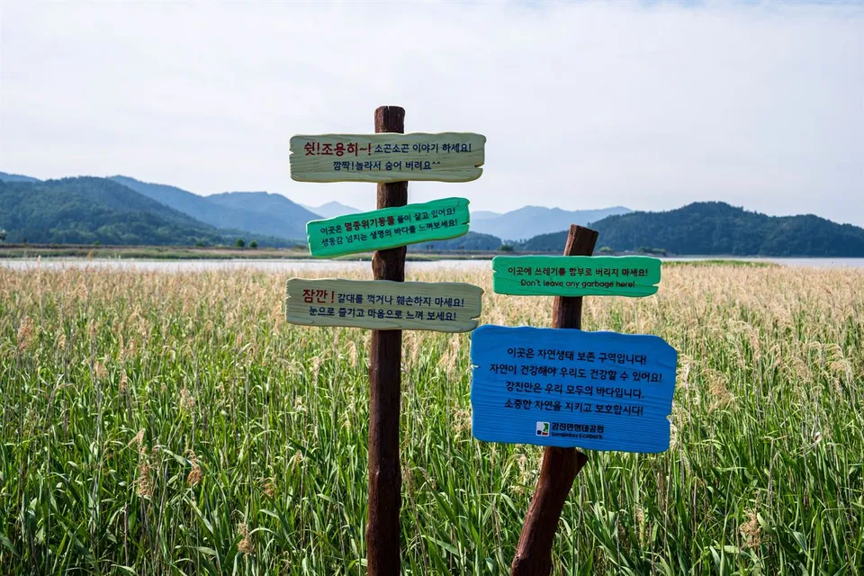 康津灣生態公園 — 豎立於蘆葦田中的生態保護告示牌（2025年6月）