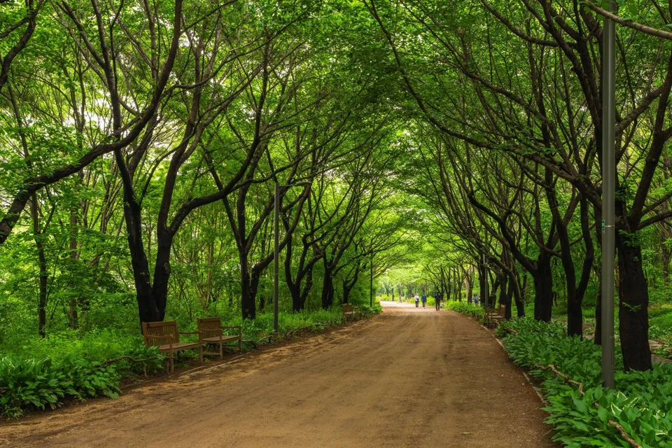 首爾林 — 穿過茂密樹木隧道的步道（2025年5月）