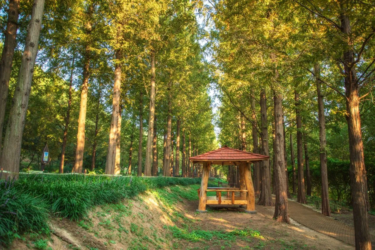 世界盃公園 — 落羽松林間小徑與木亭（2024年9月）（照片：韓國觀光公社觀光照片庫・攝影 정규진・公共授權第1類）