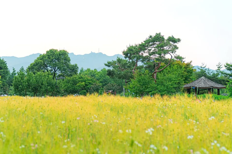首爾大公園 — 野花草原、涼亭與山景（2025年6月）