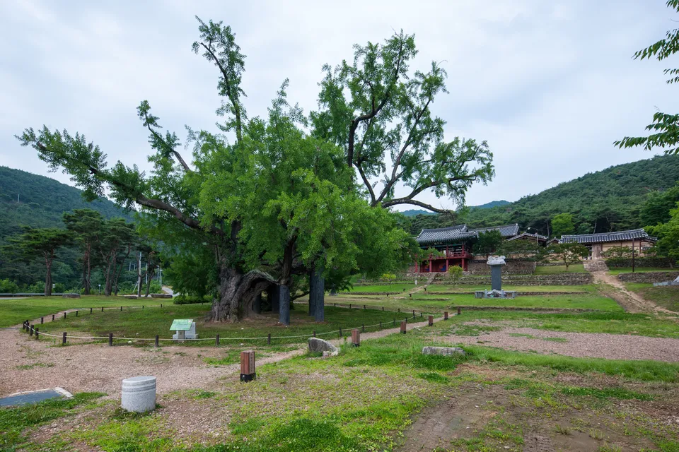 道東書院 — 懷抱銀杏樹與山麓的道東書院全景（2014年6月）