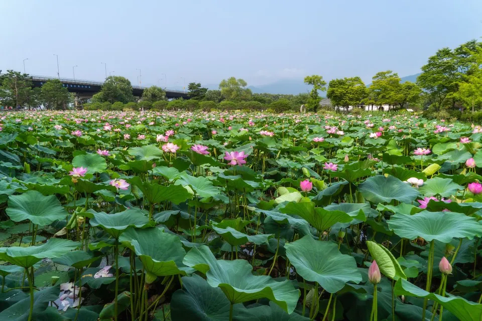 洗美苑 — 遼闊的蓮花田與周邊散步公園（2024年7月）