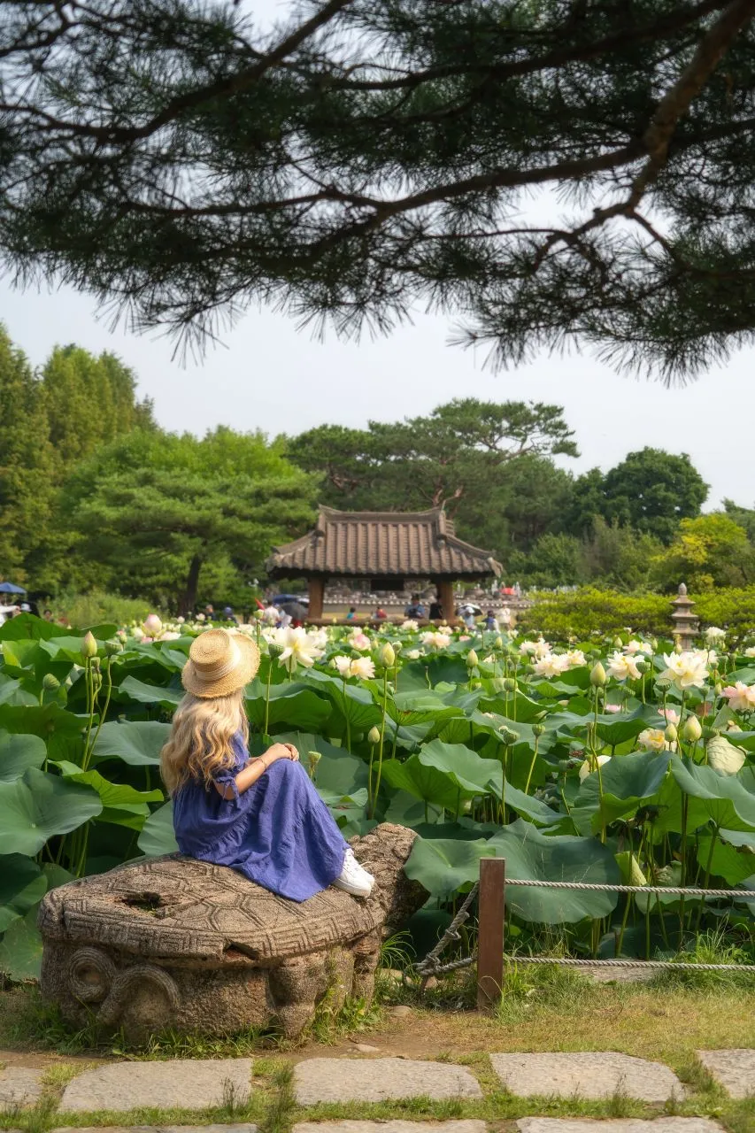洗美苑 — 眺望亭子與白蓮花田的遊客（2024年7月）