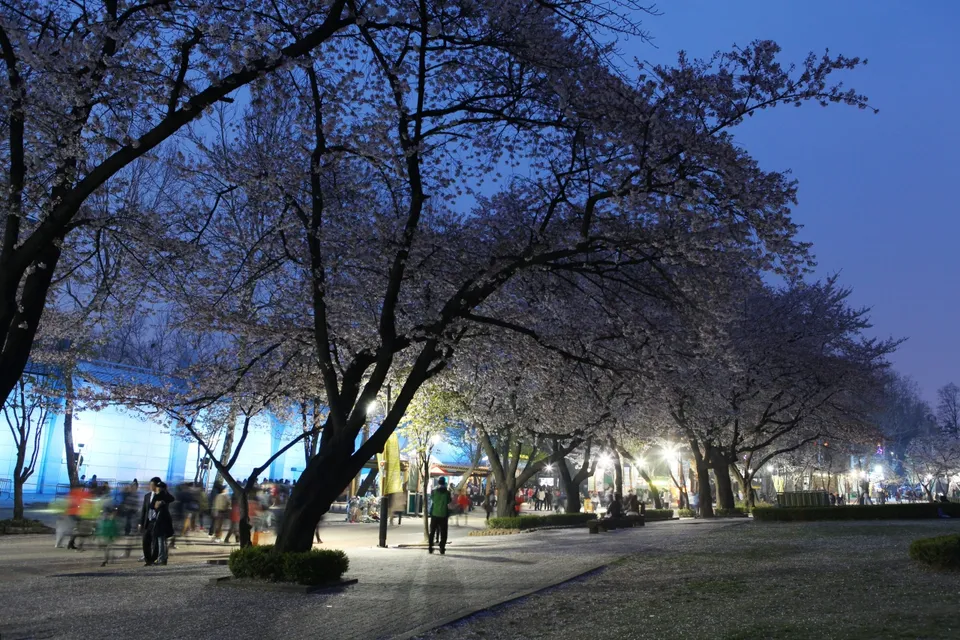 서울 어린이대공원 — 벚꽃길과 야간 조명이 있는 공원 (2012년 4월)
