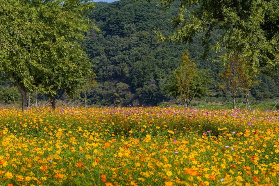 護國義兵之森親水公園（南江河畔花海）— 以森林為背景綿延 펼쳐진 的波斯菊花海（2024年10月）